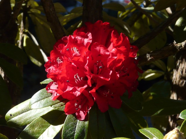 red rhododendron